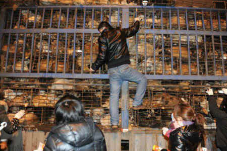 dog cat rescue Mr. Chen Chinese activists