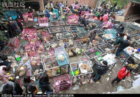 dog cat rescue Mr. Chen Chinese activists