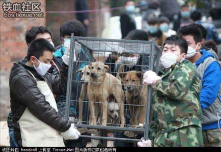 dog cat rescue Mr. Chen Chinese activists