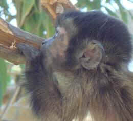 baby monkey Jungle Friends