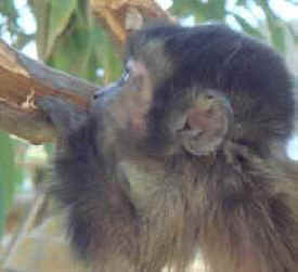 Jungle Friends baby monkey