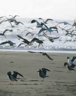 murre grebes