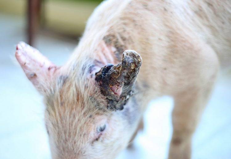 diseased piglet