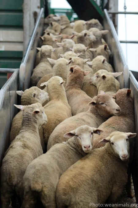 sheep mulesing wool live export