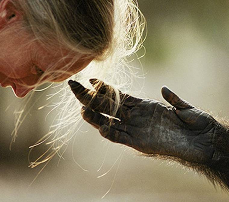 Jane Goodall