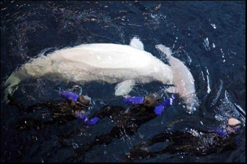 aquarium beluga seaprison
