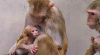 monkey mothers and babies