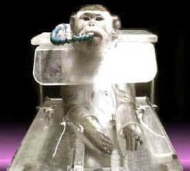 nonhuman primate chair vivisection