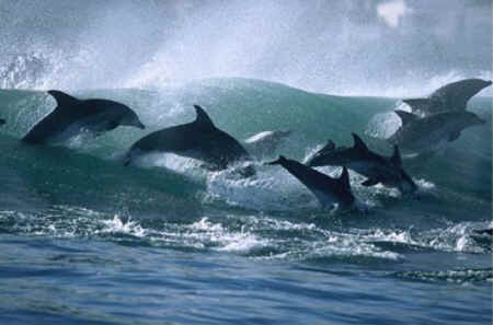 wild dolphins