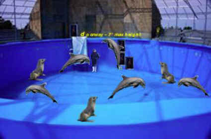 dolphinarium