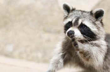 fur-bearing raccoon