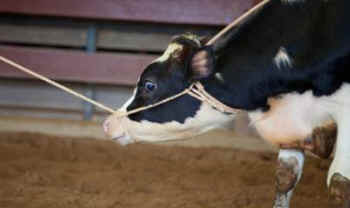 calf abused rodeo