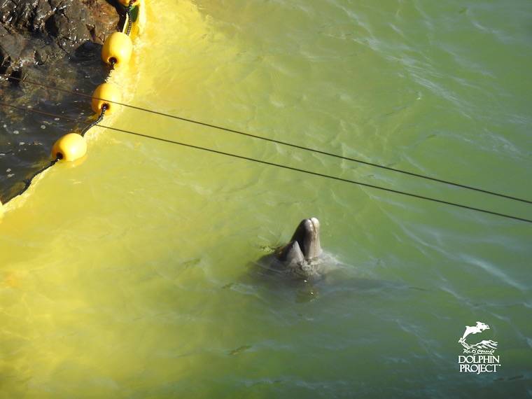 exhausted Taiji dolphin
