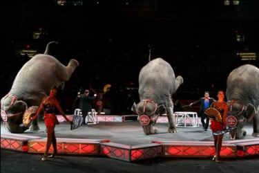 nonhuman rights project elephant circus