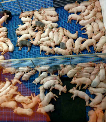 animals as commodities