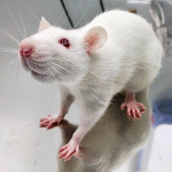 white rat