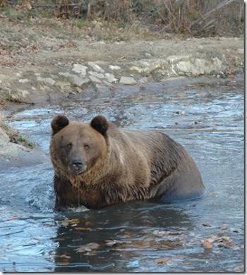 LiBearty Bear Sanctuary 