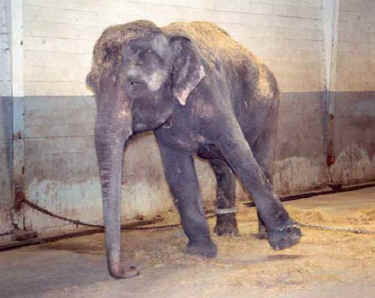 elephants arthritis