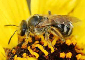 In Defense of Animals bee rescue