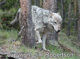 wolf wolves hunted