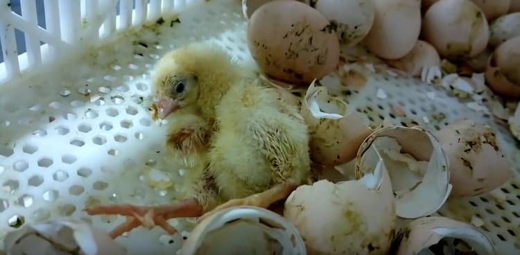 baby chicks