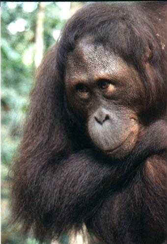 wild male orangutan