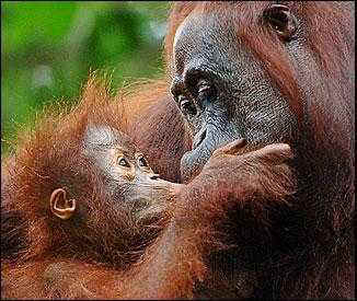 orangutan mother and baby