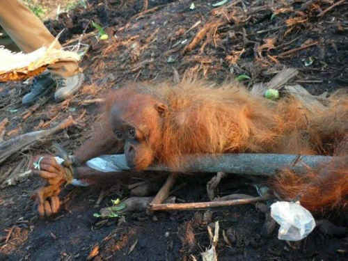 ar-orangutanspay