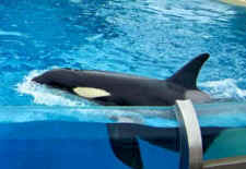 Seaworld orca sunscreen