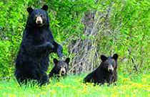mother bear and cubs