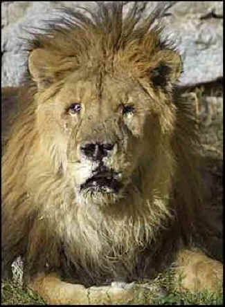 war collateral damange animals
