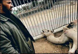 war collateral damange animals