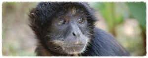 Jungle Friends lab monkey