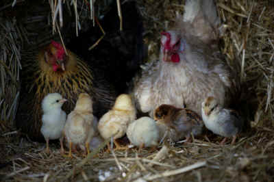 mother hen chicks