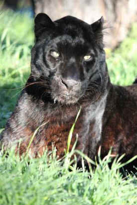 Alexander black leopard