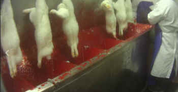 rabbit slaughterhouse