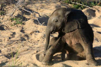 peta baby elephant