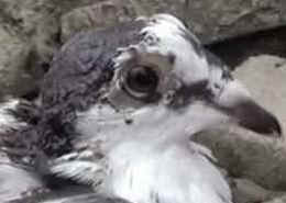 pigeon shoots