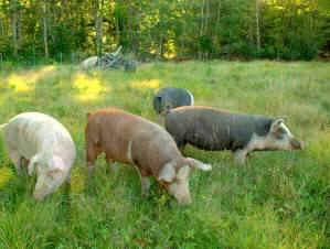 pigs small farms