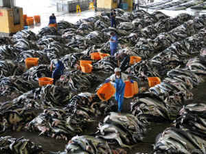 shark cartilage extinction