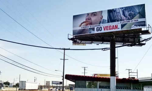 pleasure pain veganism
