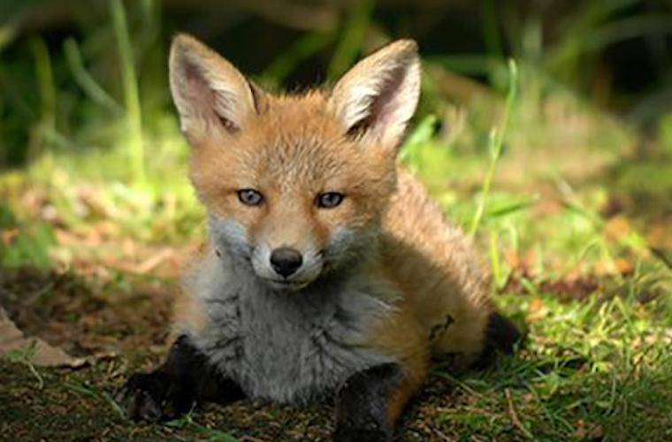 Fox cub