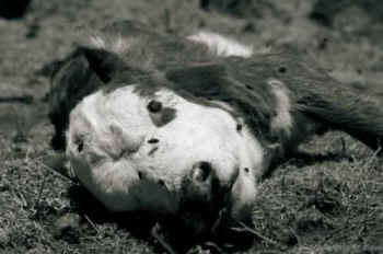 fetus calves pregnant cows