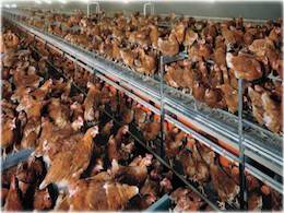 cage-free facility