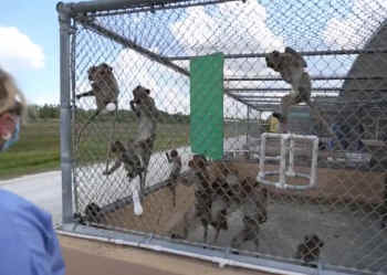 primate products
