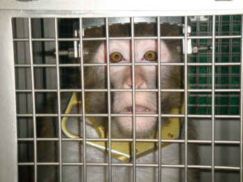 primate products