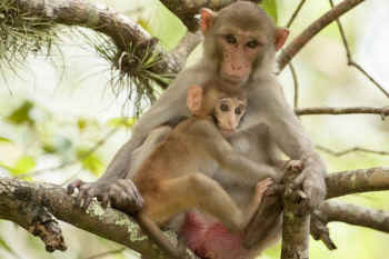 macaques