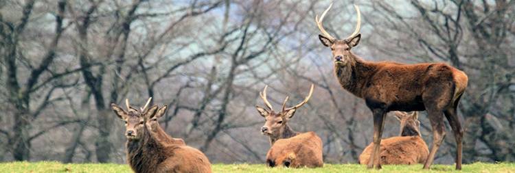 wild deer