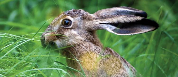 hare