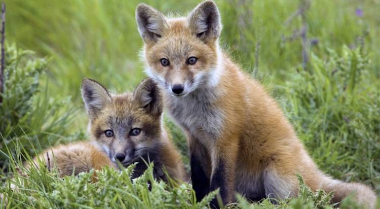 foxes
